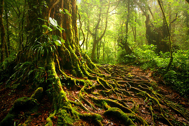 Monteverde_Cloud_Forrest_Costa_Rica